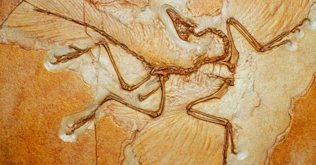 Descubren a nueva especie de dinosaurio con alas en China: el dragón danzante