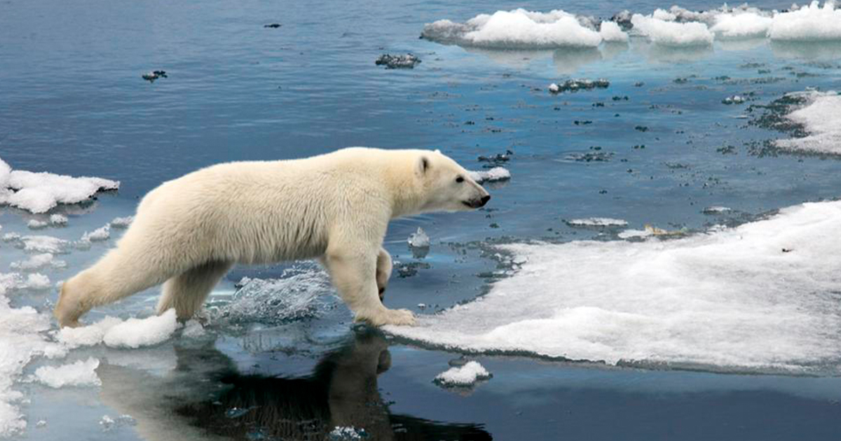 Los osos polares se están volviendo más delgados y tienen menos cachorros. El derretimiento del hielo marino es el culpable