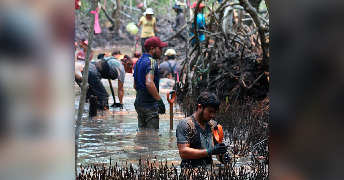 Gana concurso nacional imagen de restauración de los manglares