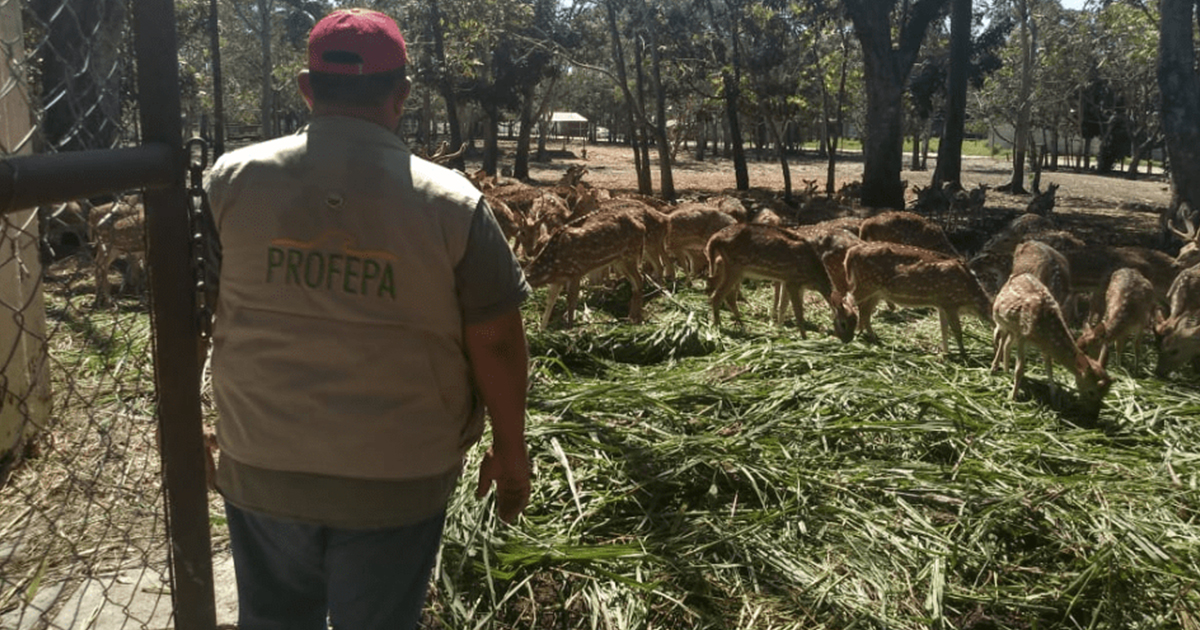 Hallan 113 venados abandonados en ingenio embargado en Tabasco