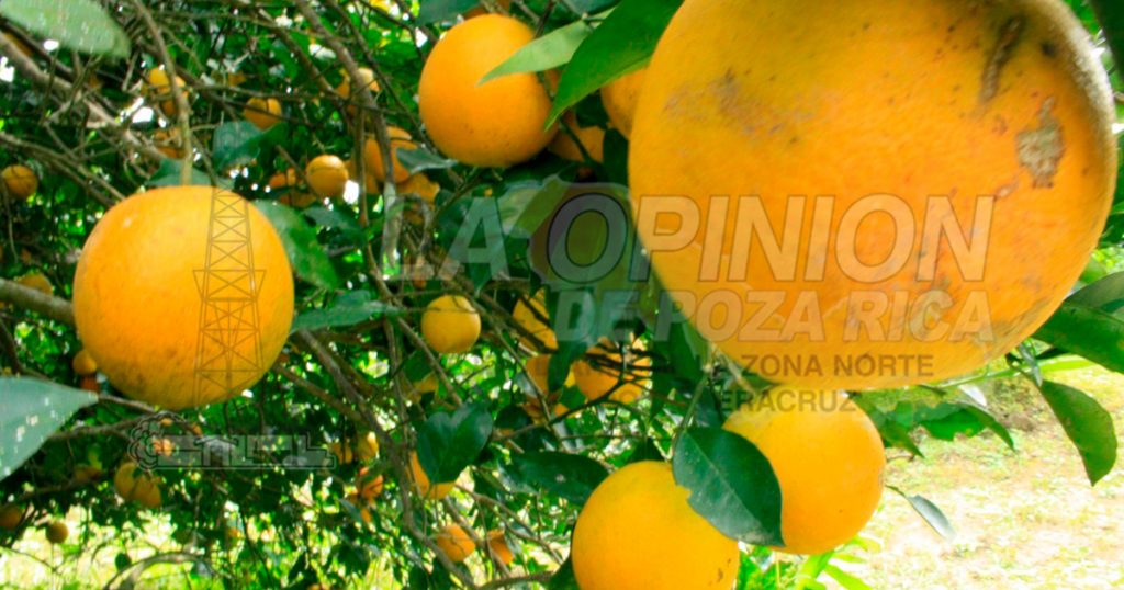 Necesaria planta de bioinsumos