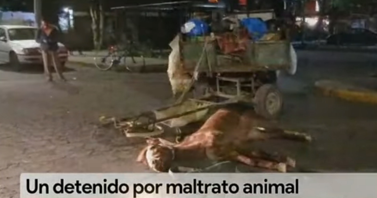 Muere caballo por golpes y largas jornadas de trabajo