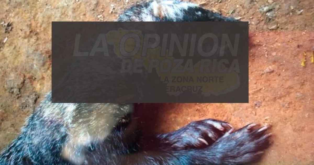 Acaban con animales de monte