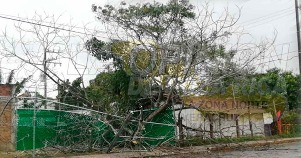 Caída de árboles, efectos del Frente Frío Número 41