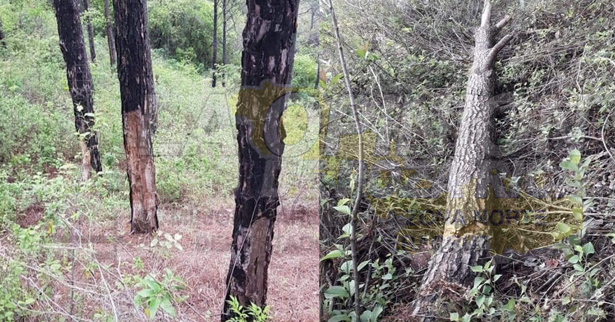 Continua la tala de arboles en la Sierra del Totonacapan