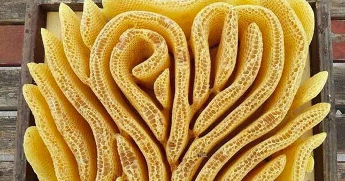 Las abejas pueden crear sus colmenas con forma de corazón