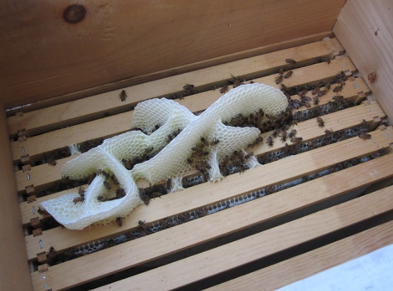 Las abejas pueden crear sus colmenas con forma de corazón