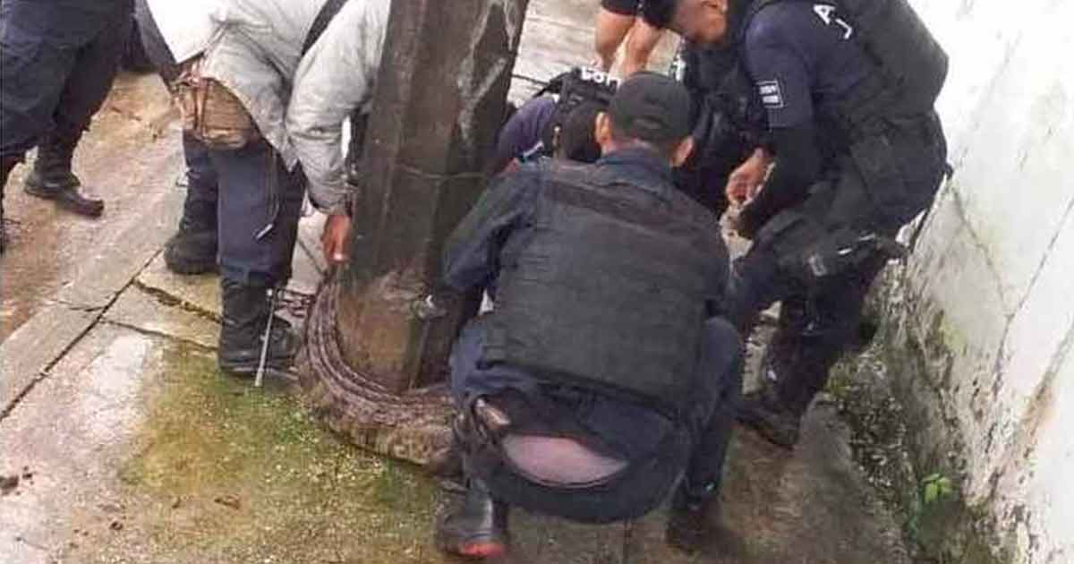 Cocodrilo se pasea por calles de Las Choapas