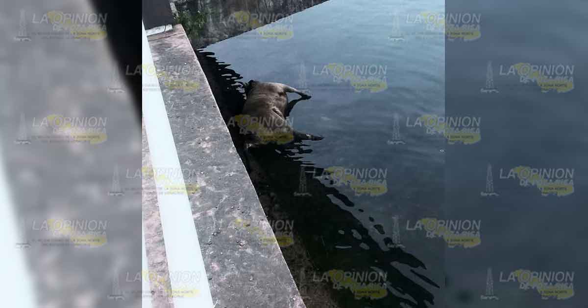 Después de tres días sacan cuerpo de vaca muerta
