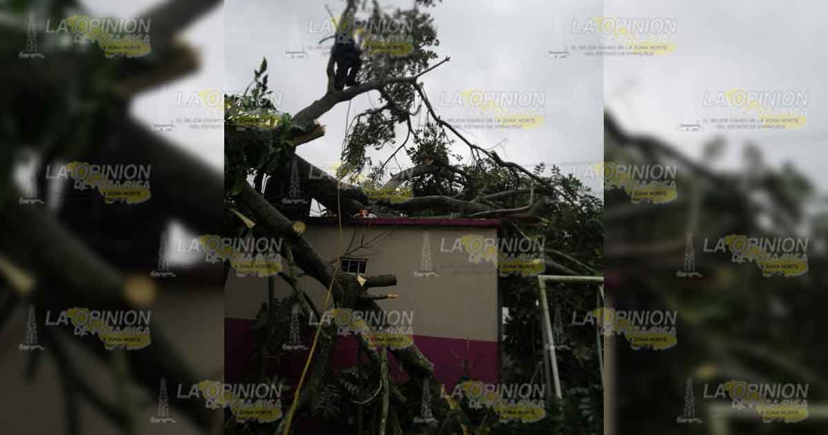 Fuerte viento Provoca caída de un árbol en Manantial