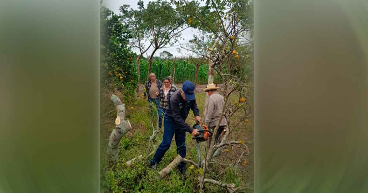 HLB afecta más de 500 hectáreas en Tihuatlán