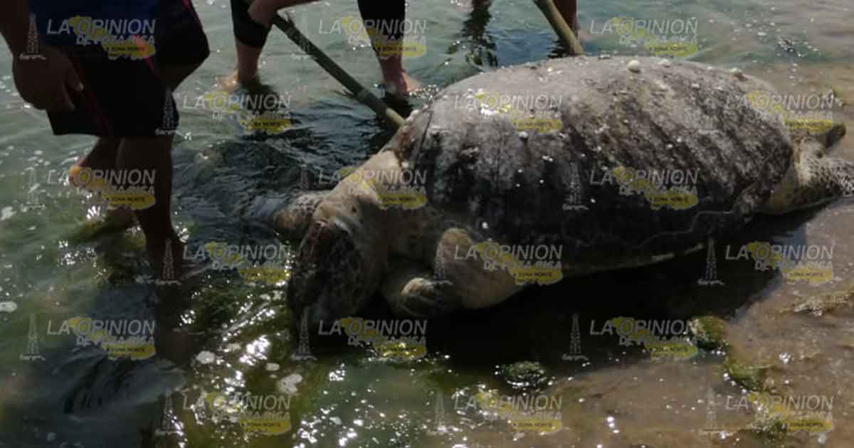 Aparece enorme tortuga muerta en La Barra de Cazones