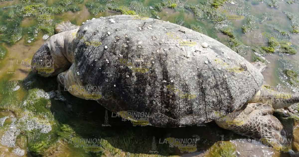 Aparece enorme tortuga muerta en La Barra de Cazones