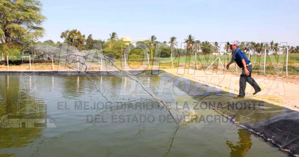 Incosteable actividad acuícola