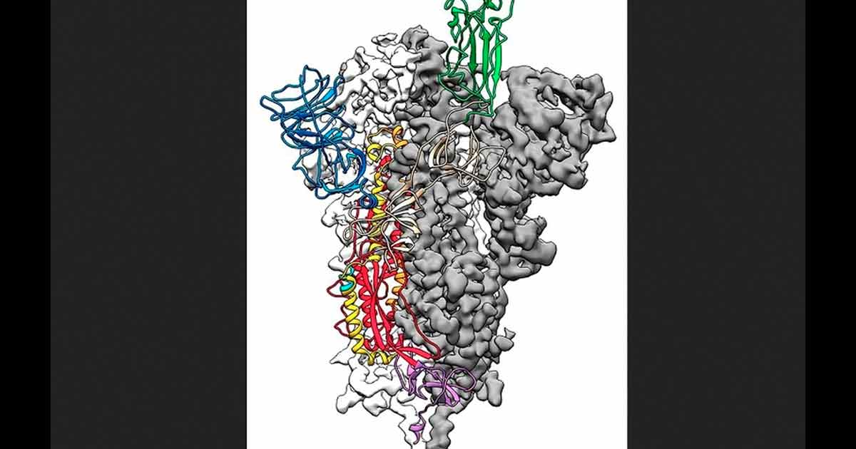 Científicos de EU crean mapa 3D de coronavirus