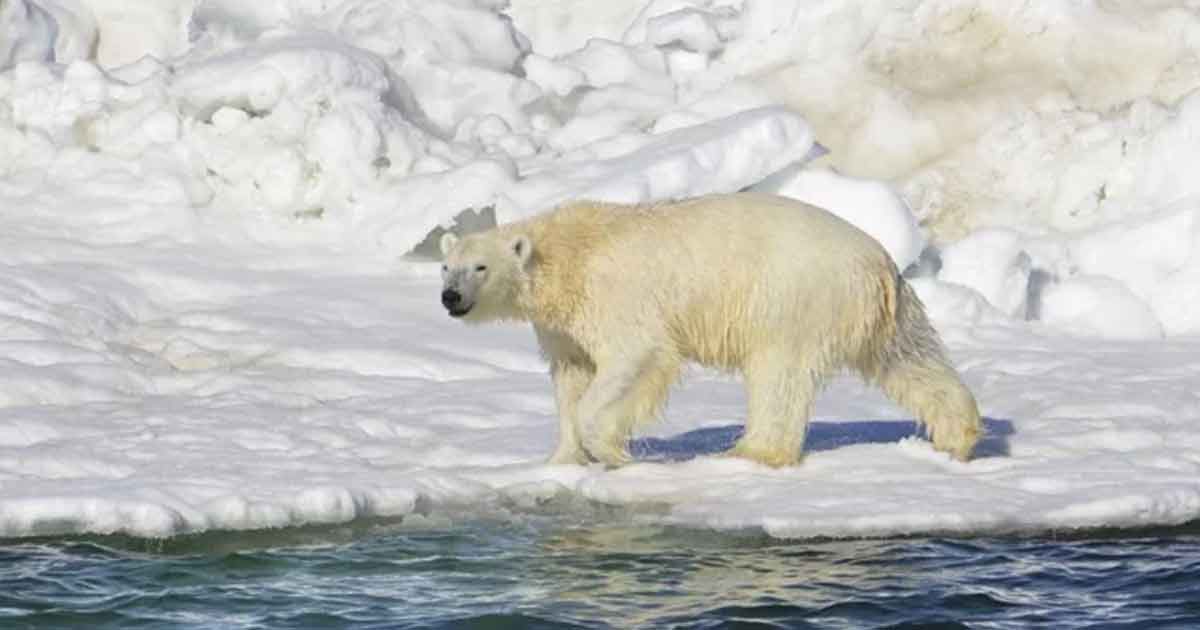 Aumentan casos de canibalismo de osos polares en el Ártico