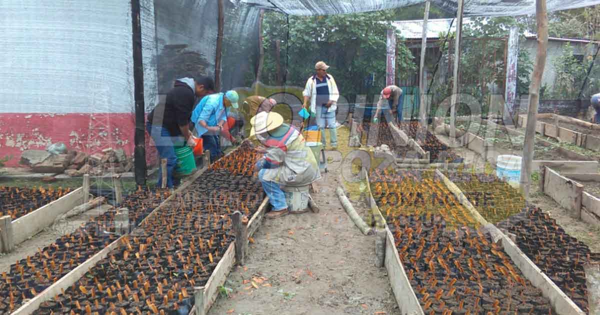 Impulsan reforestación en comunidades de Coatzintla