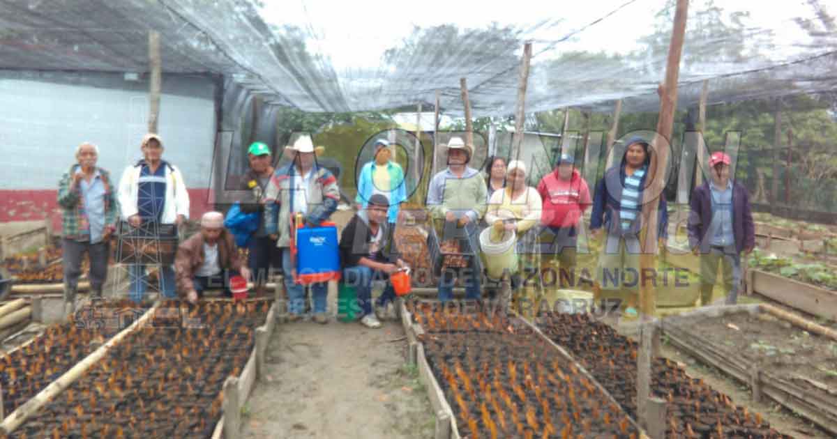 Impulsan reforestación en comunidades de Coatzintla