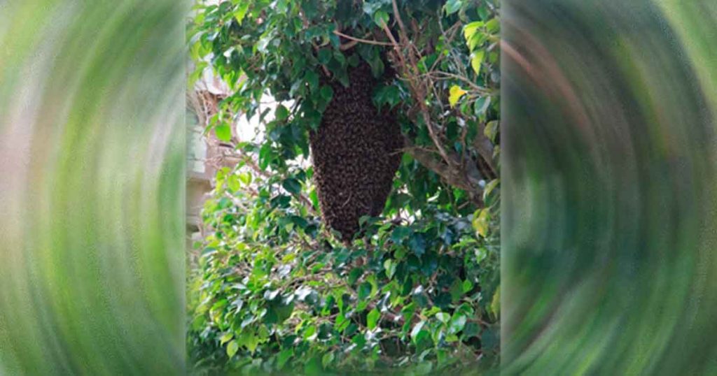 Reportan gran cantidad de abejas en el parque central Israel C Téllez en Papantla