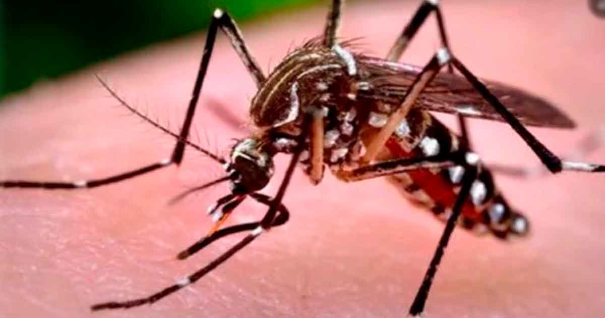 Salud alerta por nueva especie de mosco transmisor del dengue en Tabasco