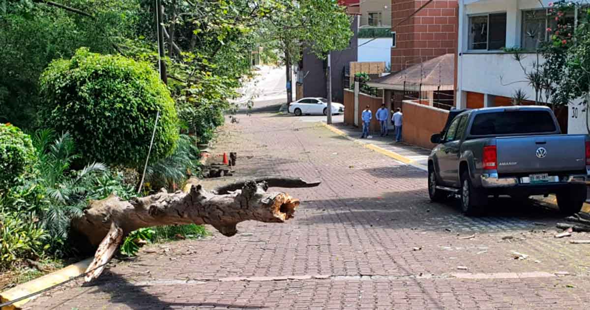 Ventarrón destructor en Xalapa por la entrada del frente frío núm 41... y viene lo peor