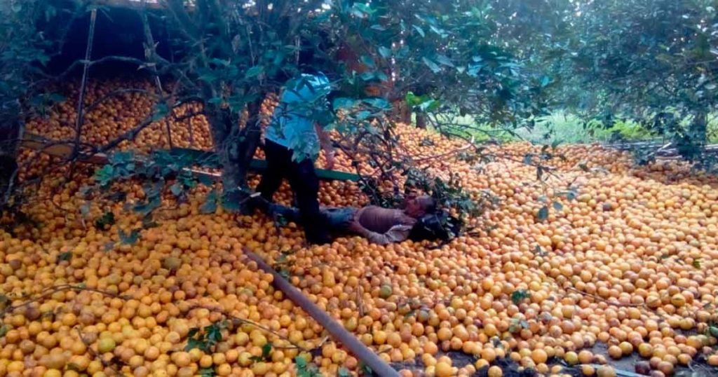 ¡Vuelca camión naranjero: dos lesionados!