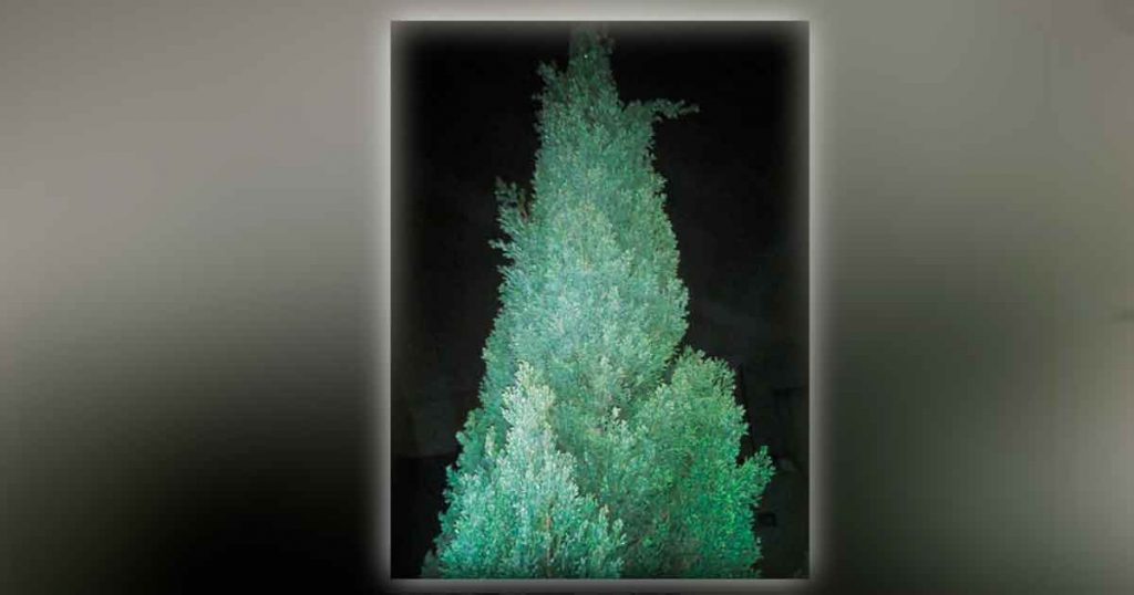 Y en Perote, la lluvia se hizo hielito