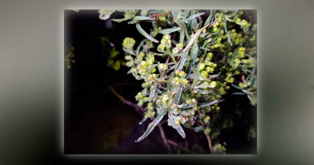Y en Perote, la lluvia se hizo hielito