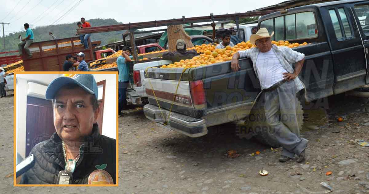 Llaman a citricultores a organizarse contra intermediarios