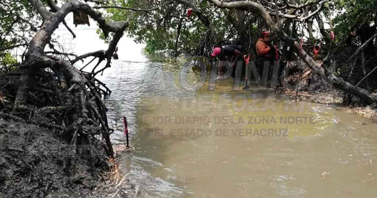 Recuperación de manglares tardará al menos 2 años
