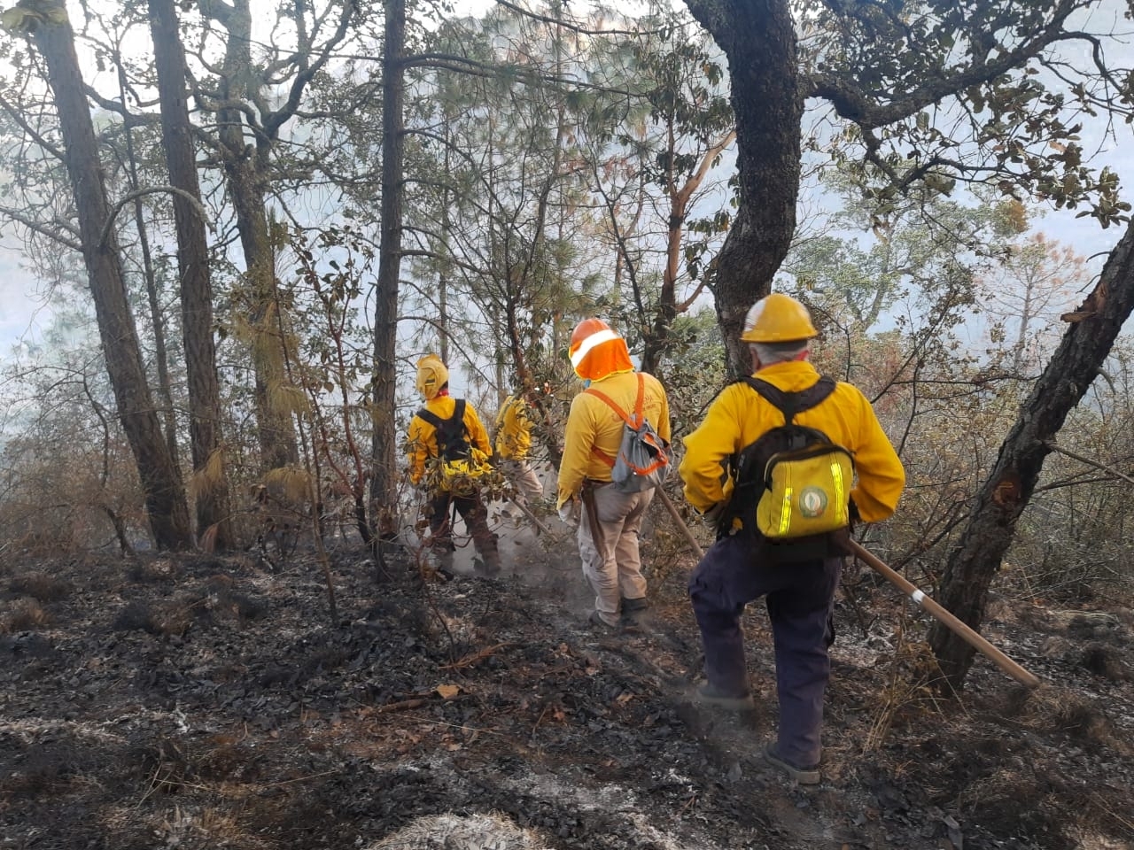 Controlan incendio forestal en Perote