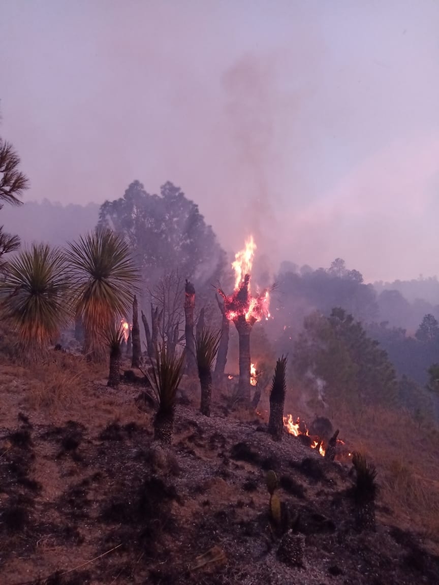 Controlan incendio forestal en Perote