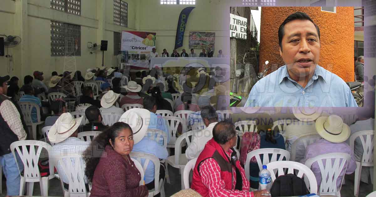 Con alianzas y convenios alcanzan un mejor precio en cítricos