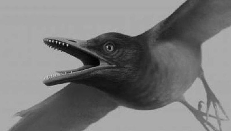 Descubren el fósil de una ave con dientes preservado en un ámbar datado del Cretácico