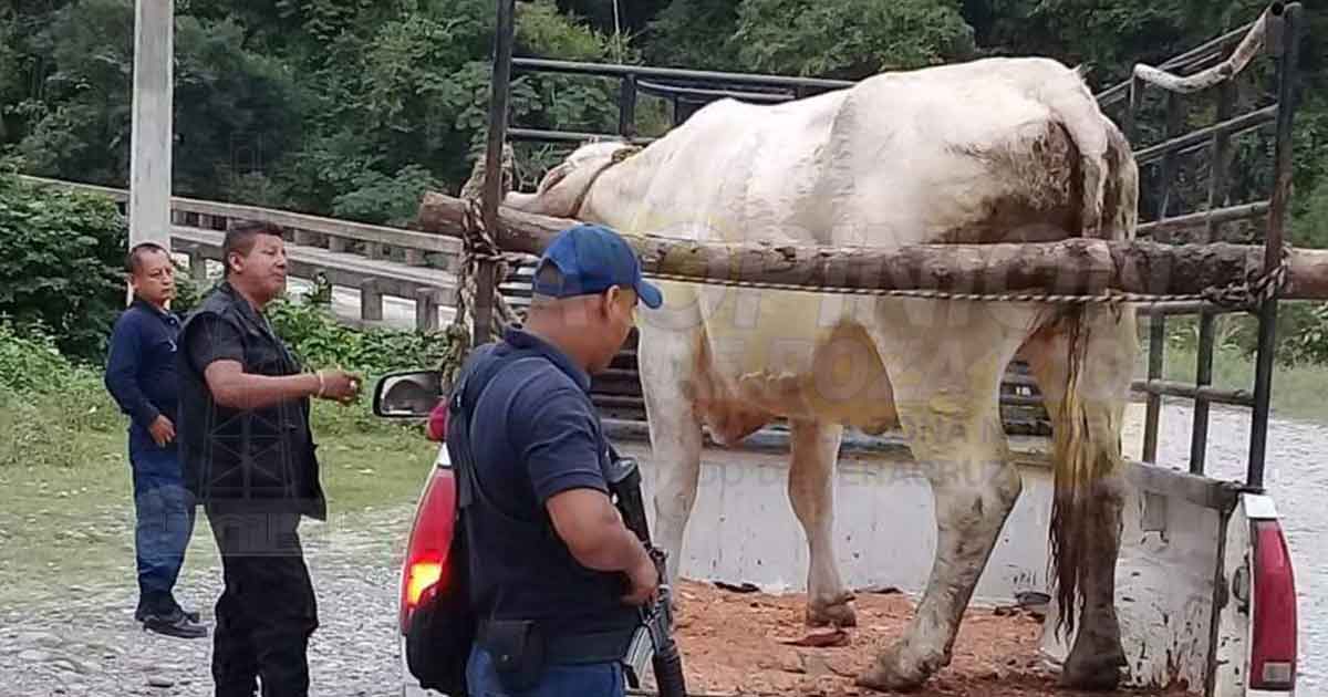 Imparable robo de reses