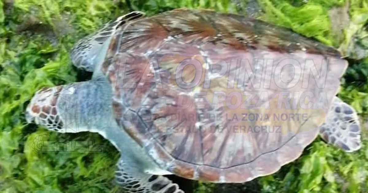 Reportan más tortugas marinas muertas, en Cazones