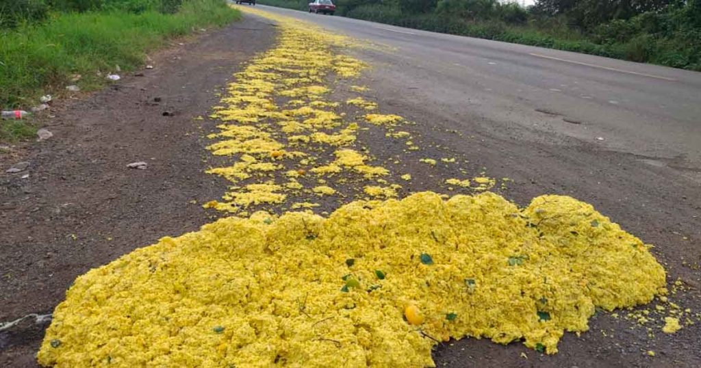 ¡Tapizan de bagazo la carretera federal Álamo-Alazán!