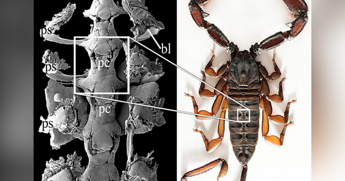 Encuentran el fósil de escorpión más antiguo del linaje arácnido