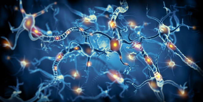 Reprograman células para cambiar patrones neuronales