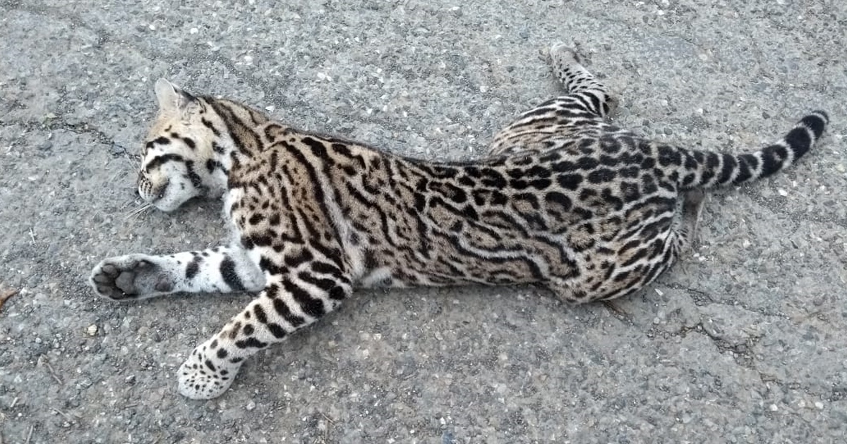 Hallan muerto a felino Ocelote