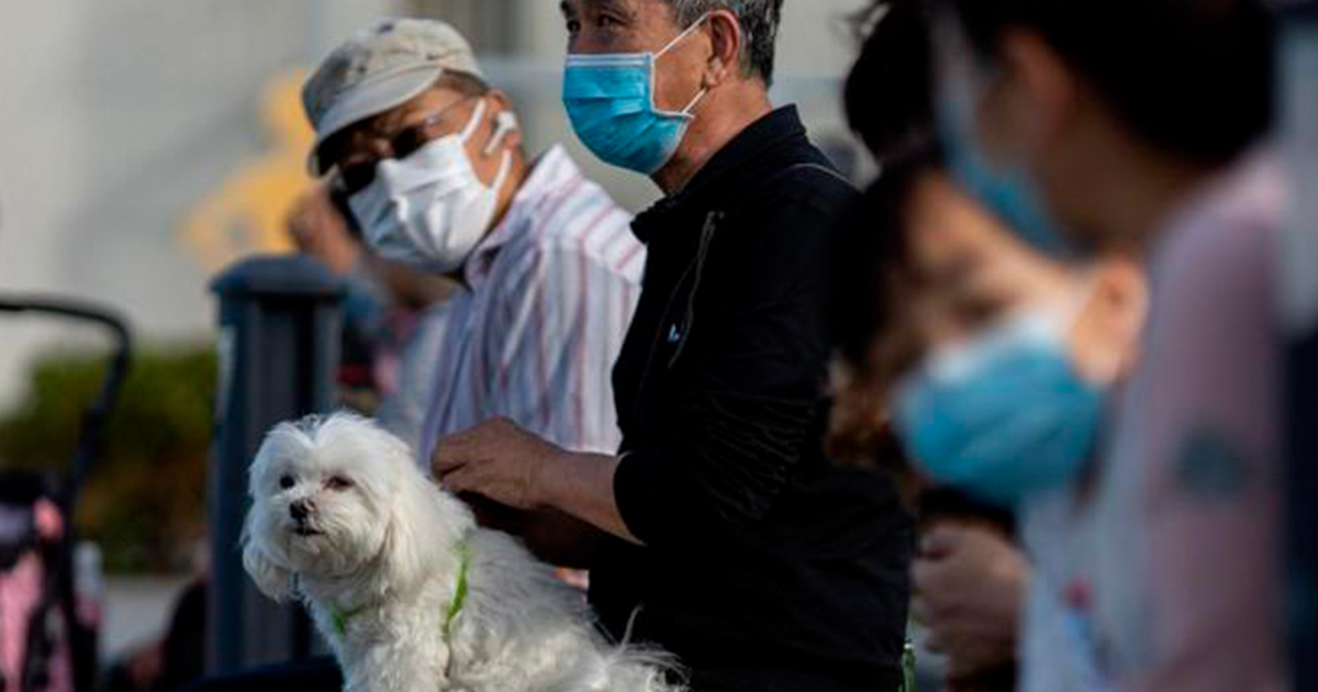 Confirma OMS existencia de perro contagiado con Covid-19