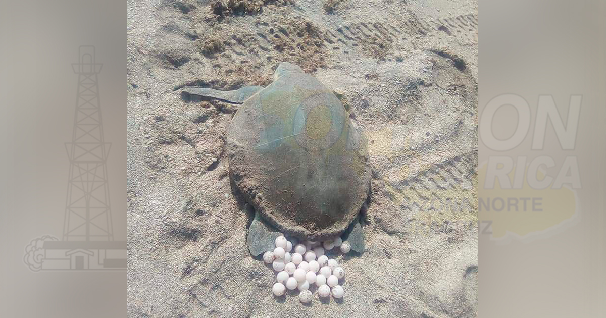 Comienza desove de tortugas