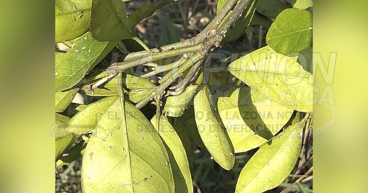 Ácaros en los cítricos generan daños en cultivos