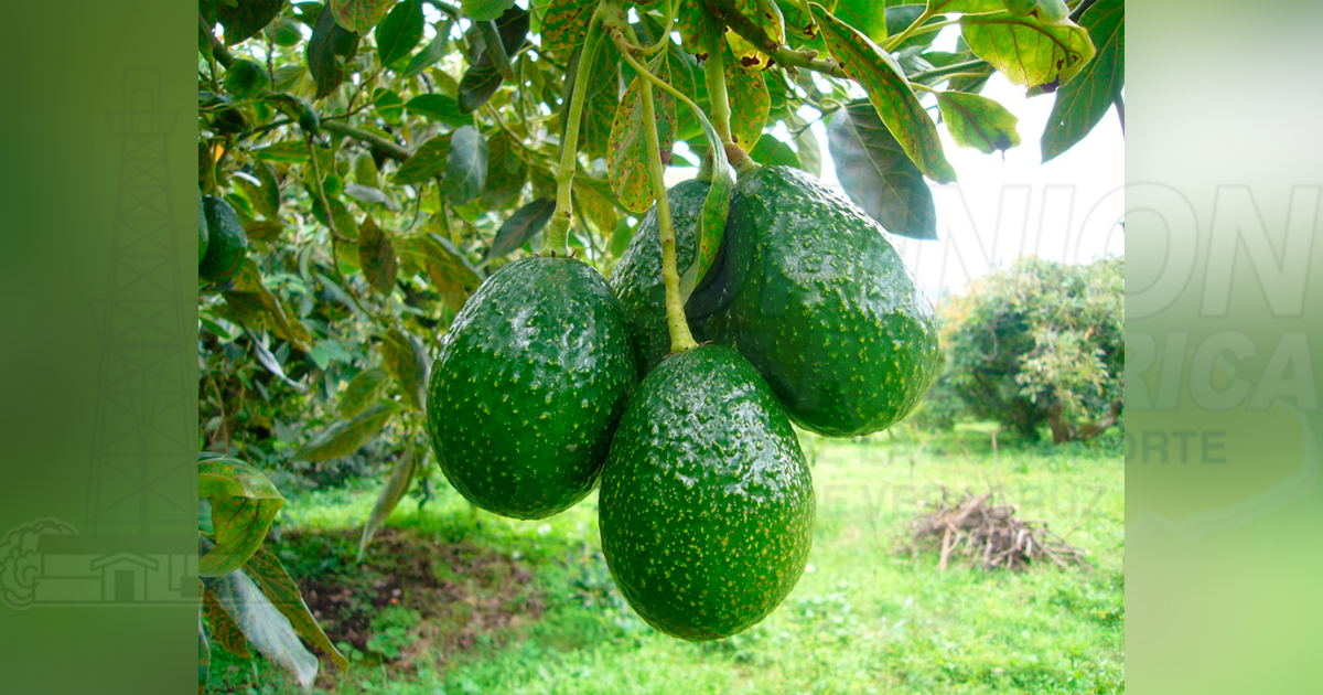 Aguacate o coco, alternativas de cultivo