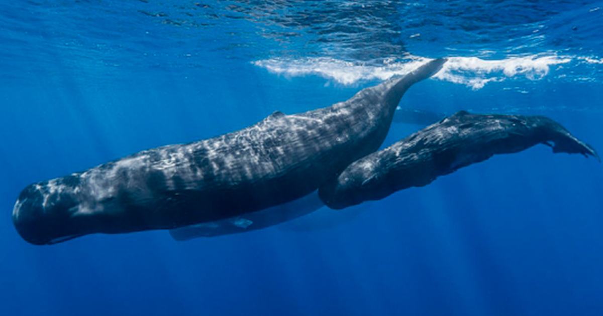 Ballena gris: un viaje de 9 mil kilómetros desde Alaska para dar a luz
