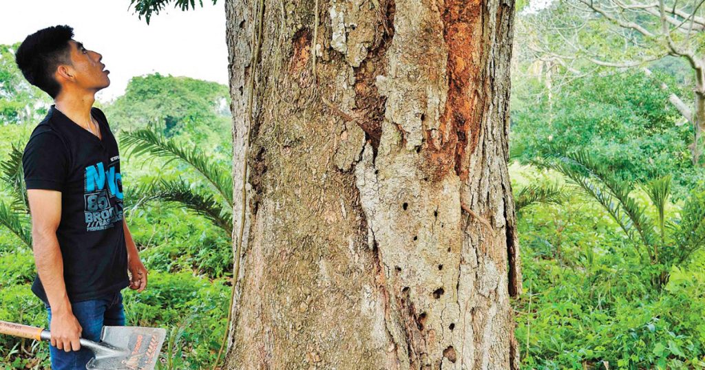 Más de 100 cuerpos fueron disueltos en ácido en Las Gaviotas, de Poza Rica