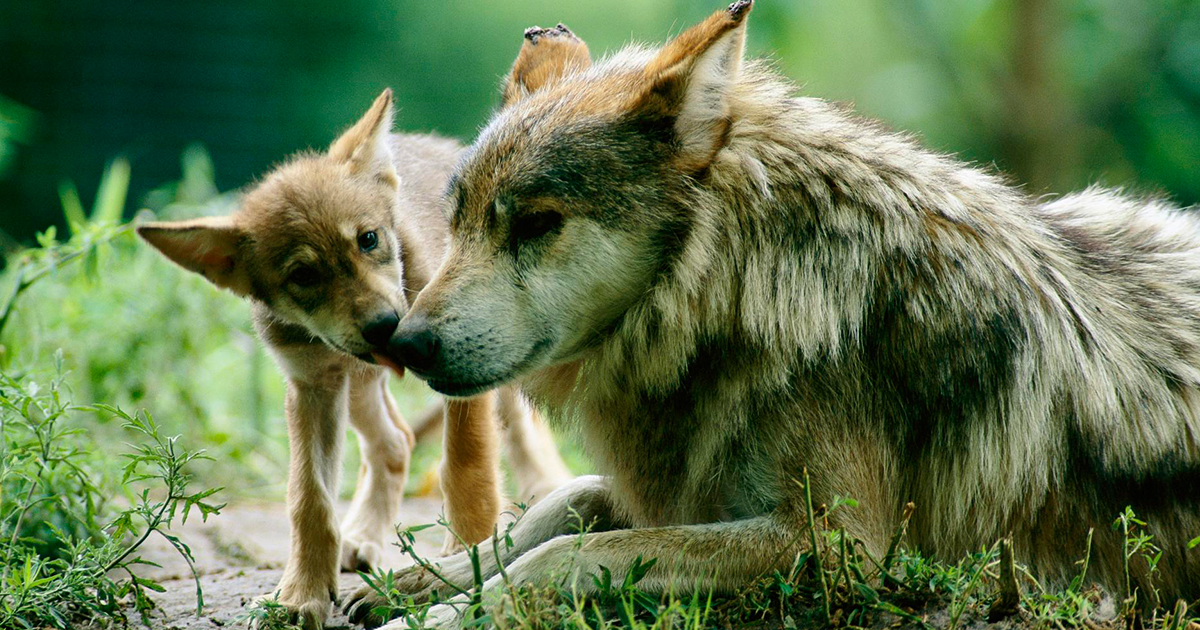 La biodiversidad mexicana celebra: el Lobo Mexicano abandona la lista de especies extintas