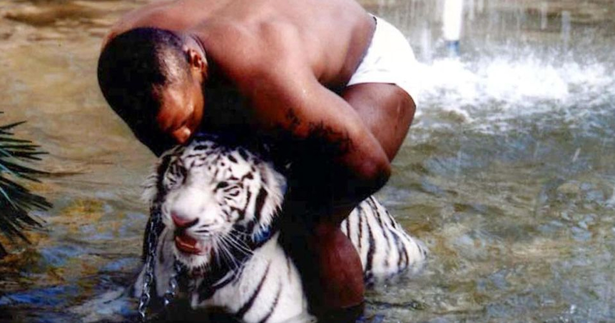 Mike Tyson. El día en que su tigre atacó a una mujer