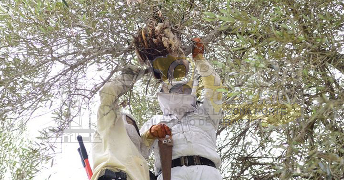 Con agroquímico matan a las abejas