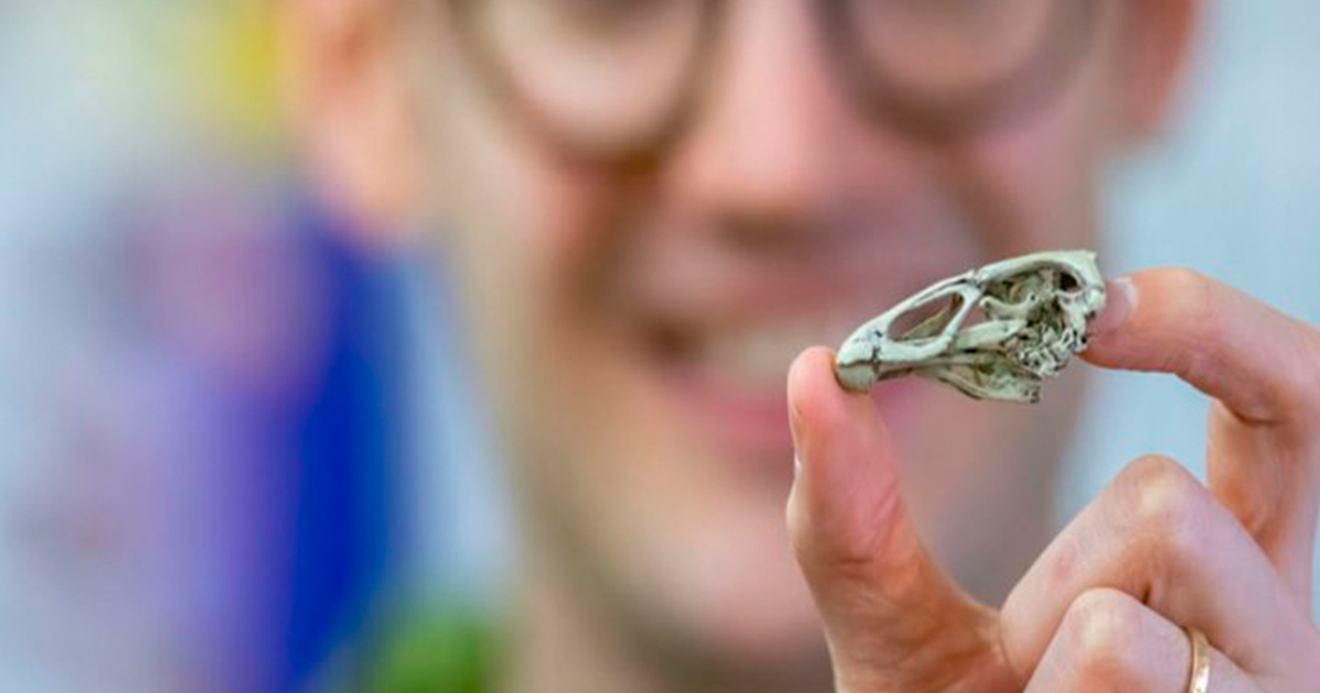 El ‘pollo de las maravillas’: el fósil más antiguo de pájaro moderno identificado